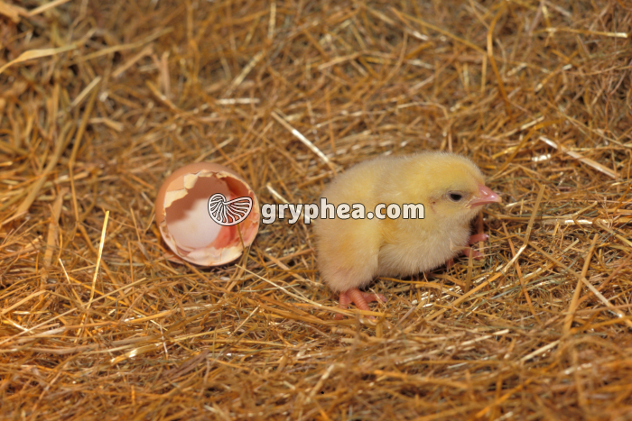 Poussin nouveau-né - gryphea.org